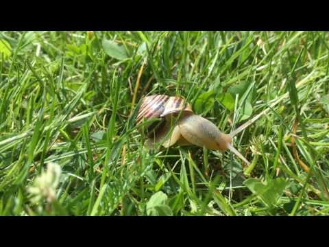 Snigelsafari i gräset i trädgården.