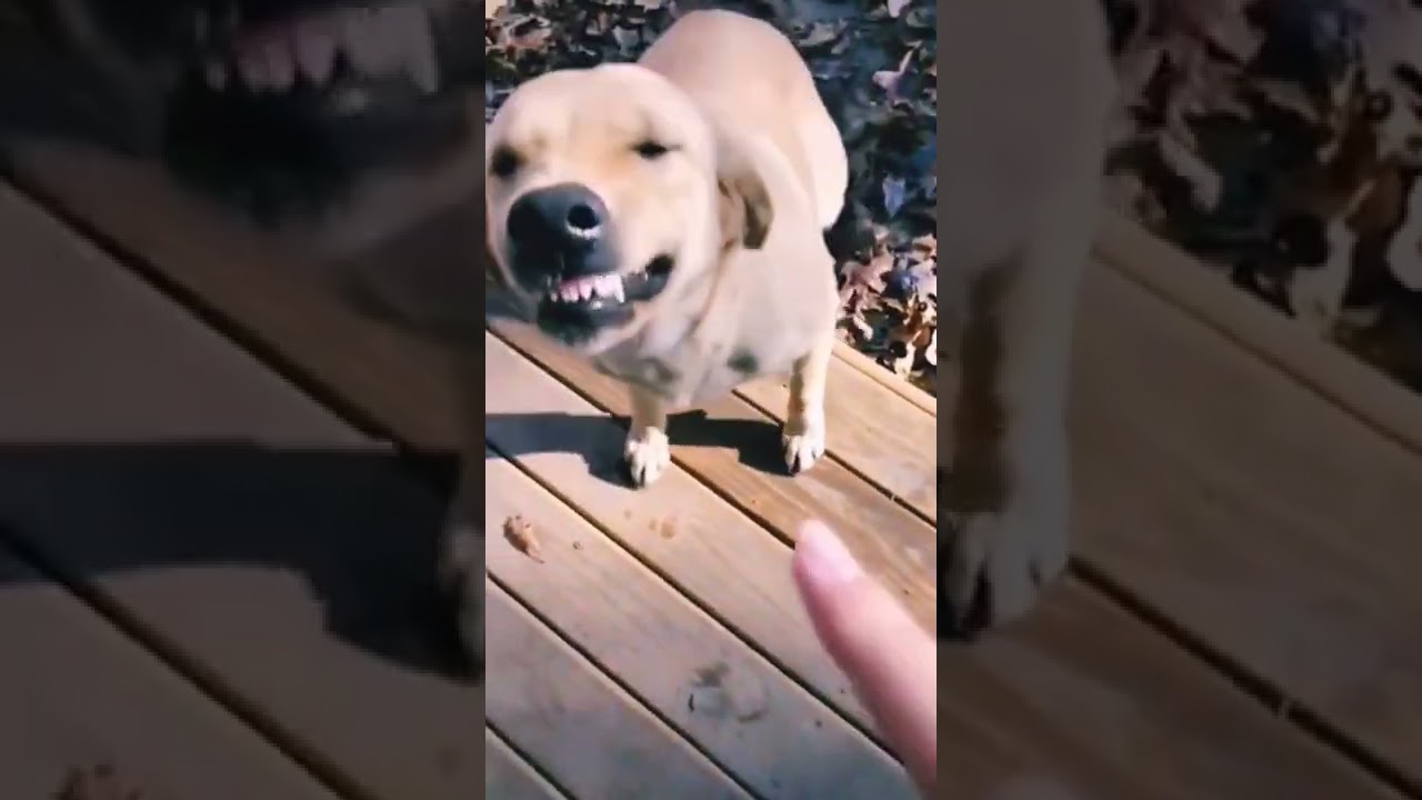 i have never seen a dog that laughs or is angry #shorts #dog #animals