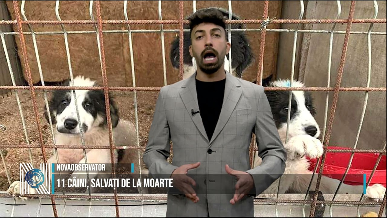 11 câini, salvați de la moarte