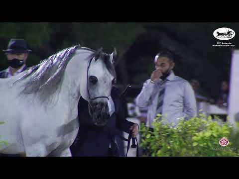 N 78 HERMES   Bahrain National Show 2021   Stallions 7+ years old Class 13