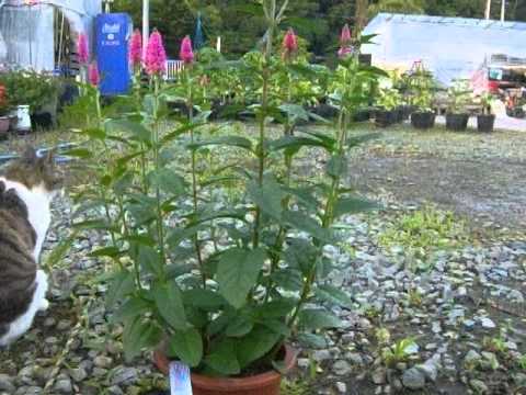 園芸 ベロニカの土下座