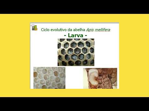 UMA DAS MATÉRIAS MAIS IMPORTANTES DA APICULTURA - A BIOLOGIA DAS ABELHAS