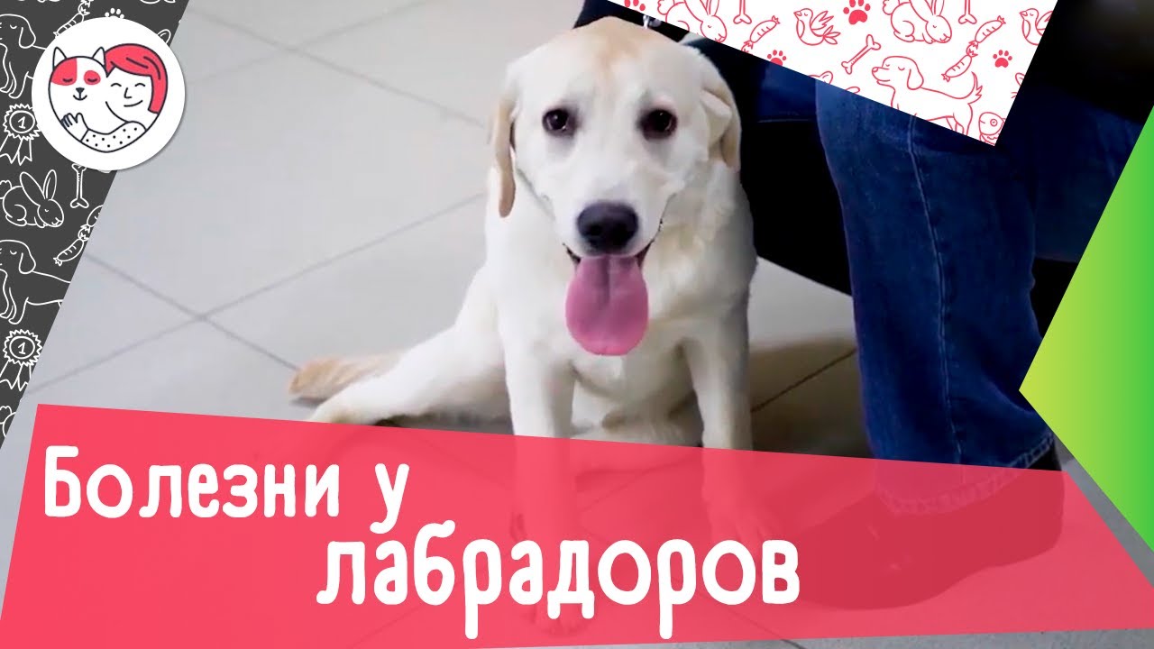 4 распространенных болезни лабрадоров