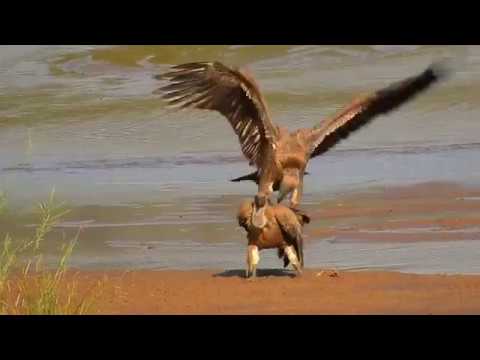 African White-Backed Vultures Mating