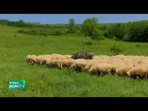 Fonduri europene pentru fermele de animale și păsări 16 10 2023