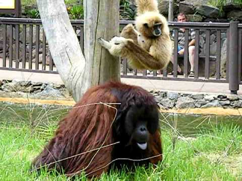 Pete the orangutan, getting angry at gibbon!:-)