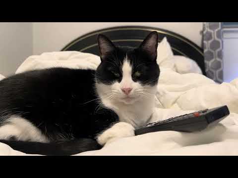 Tammy stole the remote control! 📺 🐱 