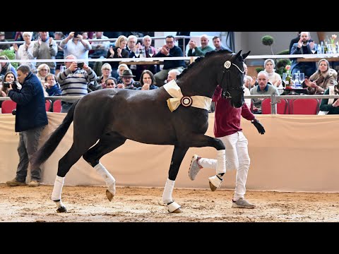 Succession (Secret x Dancier) Premium Stallion DSP 2023