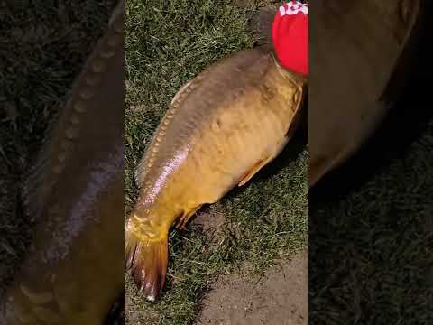 Potwór z głębiny... Karp 15 Kg !!!! Bobrowe Rozlewisko