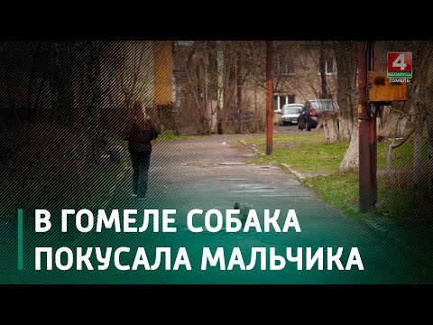 В Гомеле домашняя собака напала на 11-летнего школьника. Он дразнил пса видео