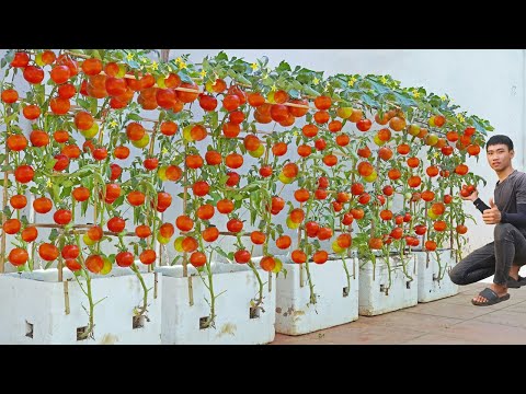 Wish I knew this method of growing tomatoes sooner Many large and succulent fruits