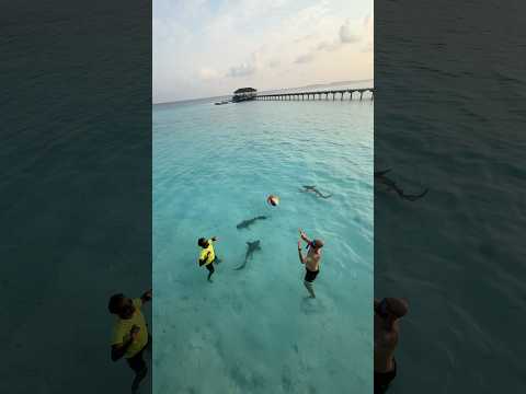 Shark volley in Maldives 🦈🏐👋🏼