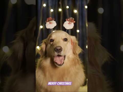 #merrychristmas #dogychristmas #frooti #winter #frootithegoldenretriever #santa #christmaslook