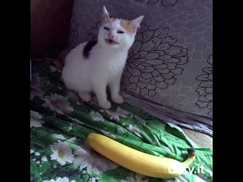 Cat No Banana - 