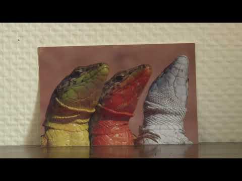 Against the Wind: How Lizards Endure Hurricanes