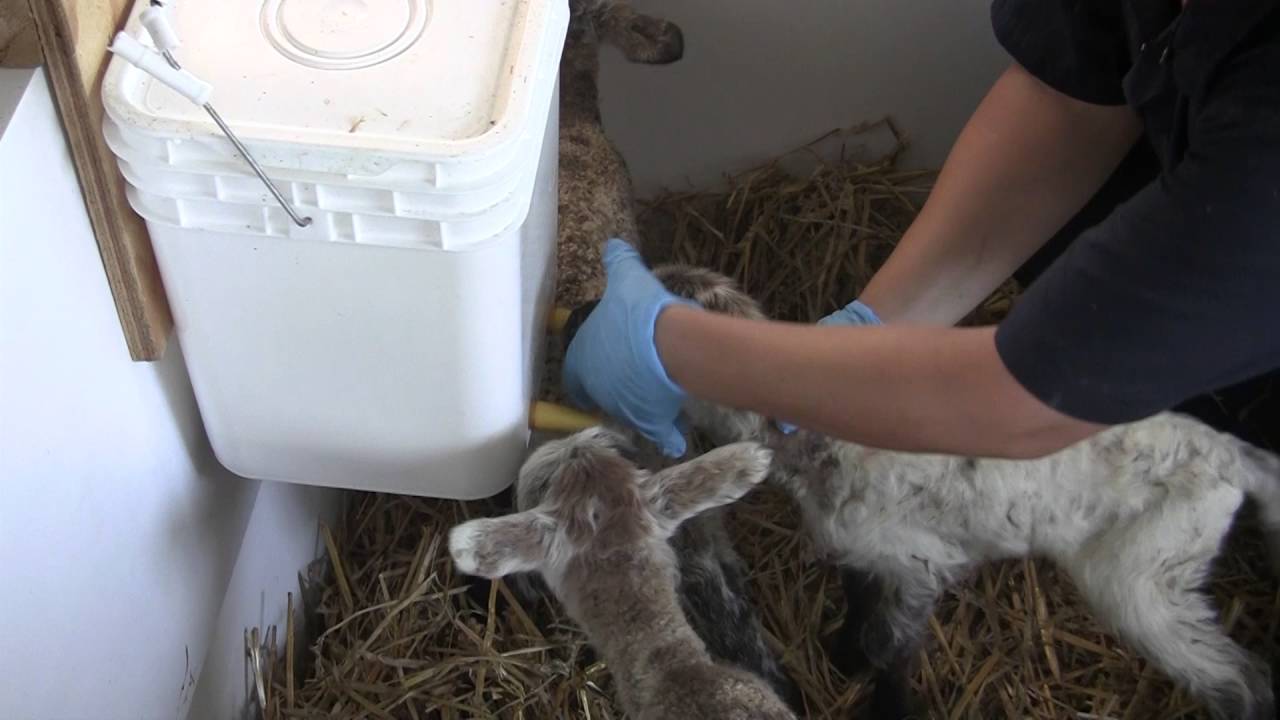 Entraînement des agneaux à l'allaitement artificiel