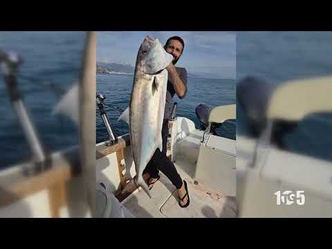 Cattura record: Ricciola gigante di circa 35 anni pescata a traina al Largo di Capo d'Orso