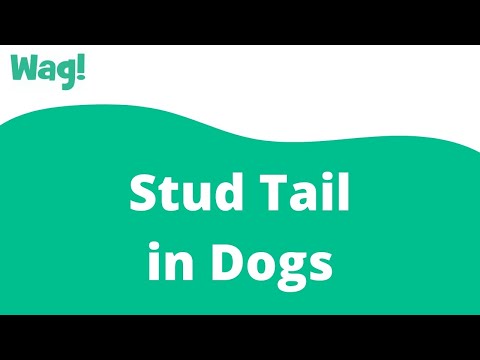 Stud Tail In Dogs