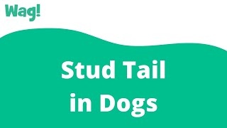 Stud Tail in Dogs | Wag!