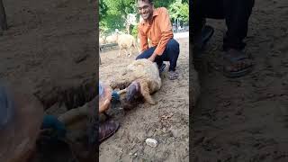 #sheepfarming  #sheep lambing बच्चा को जन्म देती हुई #भेडपालन #भेड़ #shearing #sheep_farm#cswri
