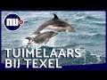 Tuimelaars zwemmen langs Texel richting Waddenzee | NU.nl