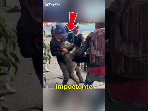 The Right Way to Separate a Pit Bull in a Fight #pitbull #dogs #pets