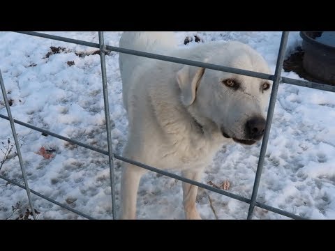 Destocked for Winter and Shelter Repair