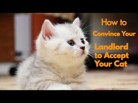 How to Convince Your Landlord to Accept Your Cat