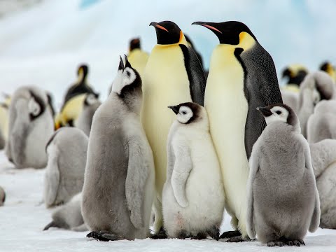 [Emperor Penguin] Emperor Penguin Classification and Evolution || Emperor Penguin Anatomy