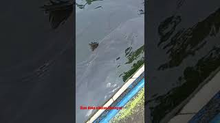 Download lagu Ikan Dewa Cibulan.kuningan-jabar mp3
