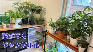 我が家の植物(80種類)と金魚(13匹)を全て紹介します🪴