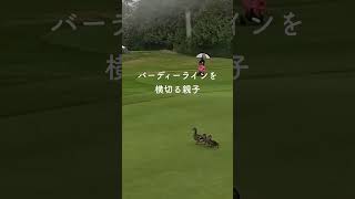 バーディーを邪魔する親子