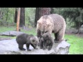 Brown Bear mother and cubs - Finland 