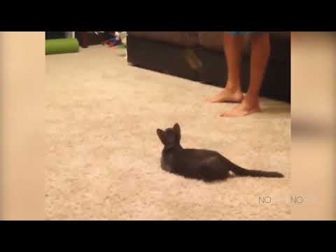 2Scaredy Cats Compilation974