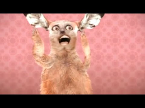 Numa Cat - Long Dutch Version