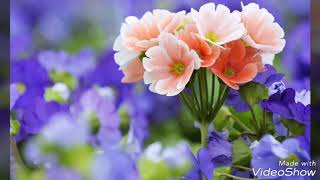 Martina McBride Through your eyes Bambi 2 Nicole