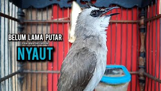 Download lagu trucukan gacor TARUNG ROPEL PANJANG pancingan trucukan agar bunyi jadikan burung trucuk gacor NYAUT mp3