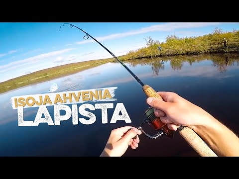 Pohjoisen raitapaidat – Isojen ahventen parvi! [ENG SUB]