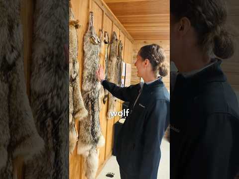 How Coyote, Wolf, and Fox Pelts Feel 🫳🐺 #nature #wildlife #animals #fur