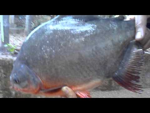 Monster Goliath Groupers with NFL Linebacker Sam Barrington - 4K