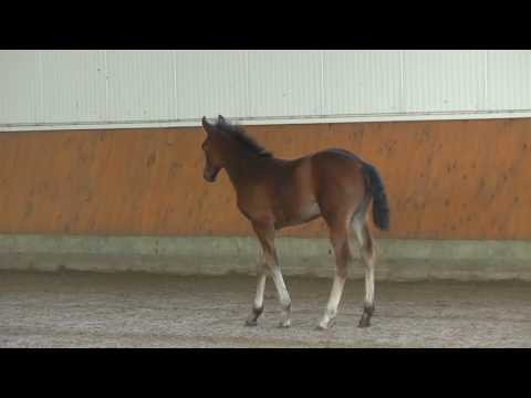 08 Hengst v. Fürstenball