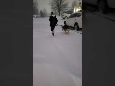 2021-02-15 Dogsledding with Niska and Kylo, Jordyn on runners, video 3 of 6