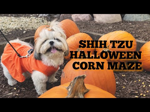 YouTube video about: Can I take my dog to the pumpkin patch?