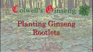 Planting Ginseng Rootlets | Colwells Ginseng