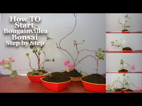 How to Start Bougainvillea Bonsai Step by Step & Growing Tips//GREEN PLANTS Video