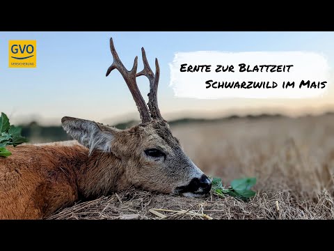 Ernte zur Blattzeit und Schwarzwild im Mais!
