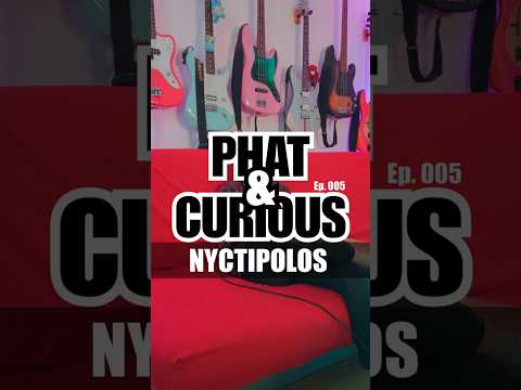 Phat and Curious #005 — Nyctipolos