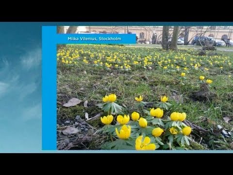 Meteorologen visar tittarnas väderbilder - Nyhetsmorgon (TV4)