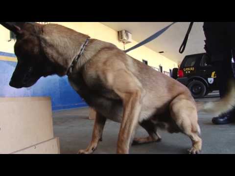 Cão de faro da GCM de Rio Claro ganha campeonato nacional