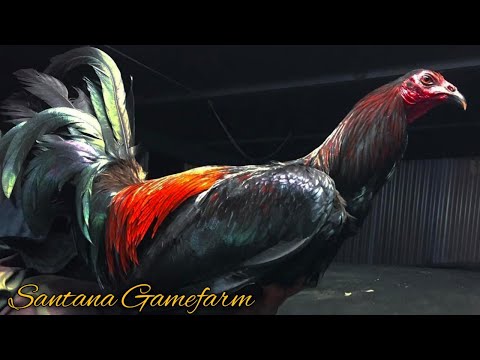 Warhorse Black Penny Rounhead - SANTANA FARM